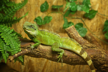 Obraz premium Iguana w ogrodzie zoologicznym