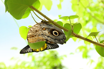 Beautiful butterfly in zoological garden