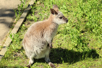 Cute funny kangaroo in zoological garden