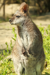 Cute funny kangaroo in zoological garden
