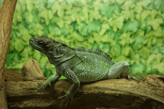 Iguana in zoological garden