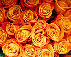 close up on fresh orange rose 