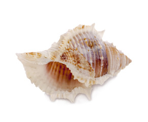 Obraz na płótnie Canvas Sea shell isolate on white background