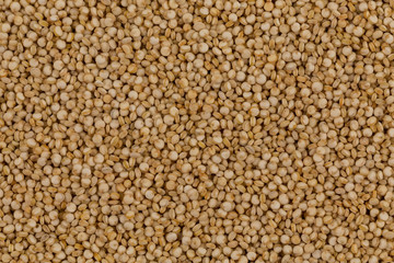 Quinoa seeds close up