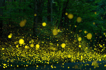 Many fireflies flying in the forest.(It's like a light falls) - obrazy, fototapety, plakaty
