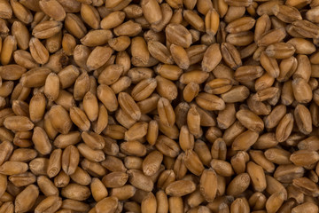 whole background of wheat grain
