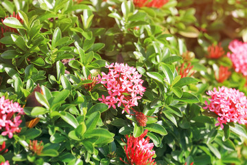 Beautiful tropical flowers outdoors