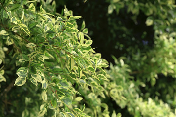 Green tropical plant outdoors