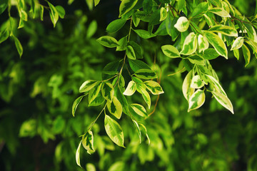 Green tropical plant outdoors