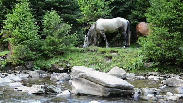 Horses graze near a mountain river