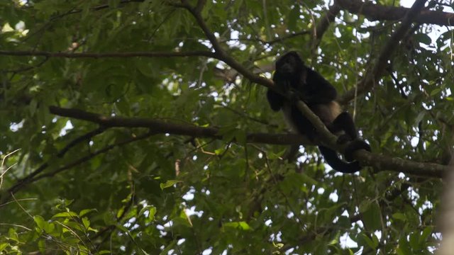 Howler monkey in tree top
