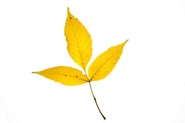yellow autumn leaves on twig isolated on white background