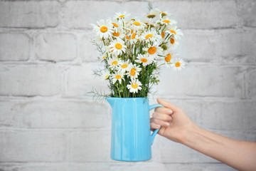 Woman's hand holding jug with beautiful chamomiles against brick wall