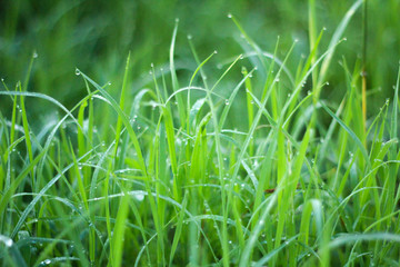Sunrise and green grass with dew drop