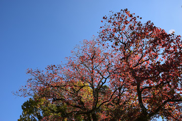 Autumn Trees