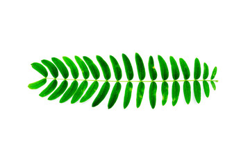 Close up a green leaf on white background.