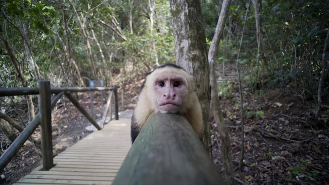 Capuchin Monkeys relax on wooden bridge