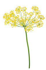 Dill Umbel Isolated