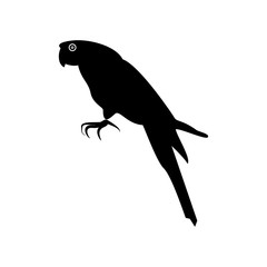 Parrot black color icon .