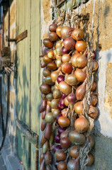 Ripe onion fruits tied in bundles