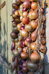 Ripe onion fruits tied in bundles