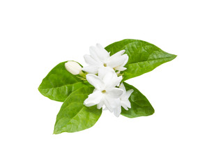 White jasmine flowers with green leaf isolated on white background (clipping path included)