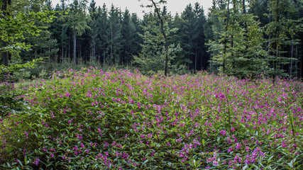 Wald mit Blumenfeld