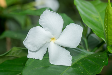 White Gardenia flower or Cape Jasmine.