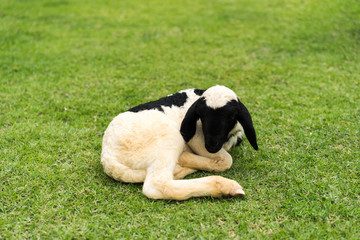 Naklejka na ściany i meble A little lamb have black face and white fur