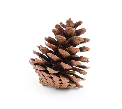 Pine cone isolated on white background (clipping path included) for Christmas decoration, holiday decorative concept
