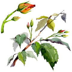 Wildflower rose flower in a watercolor style isolated. Full name of the plant: rose. Aquarelle wild flower for background, texture, wrapper pattern, frame or border.