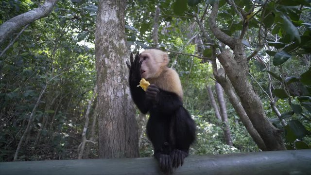 Capuchin Monkeys eat on wooden bridge