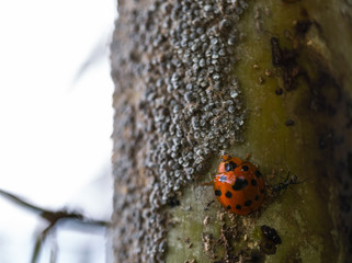 Closeup ladybugs in bamboo on the sunshine 