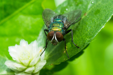 Closeup of House fly.