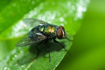 Closeup of House fly.