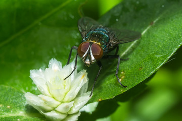 Closeup of House fly.