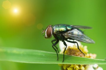 Closeup of House fly.