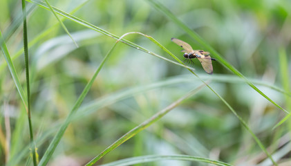 Closeup dragonfly on weeds in the sunshine