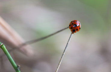 Closeup ladybug on bamboo