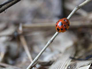 Closeup ladybugs in bamboo on the sunshine 