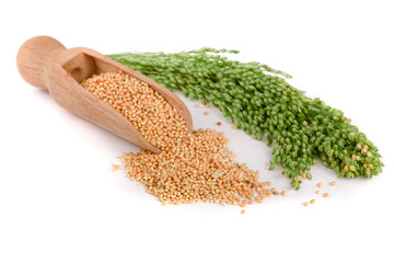 Millet in wooden scoop with green spikelets isolated on white background. Food for parrots