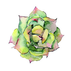 Tropical Hawaii leaves aloe tree in a watercolor style isolated. Aquarelle wild flower for background, texture, wrapper pattern, frame or border.