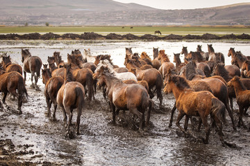 Wild horses of Cappadocia at sunset with beautiful sands, running and guided by a cawboy