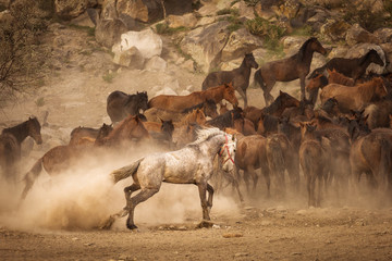Wild horses of Cappadocia at sunset with beautiful sands, running and guided by a cawboy