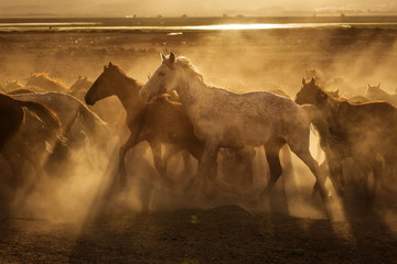 Wild horses of Cappadocia at sunset with beautiful sands, running and guided by a cawboy - obrazy, fototapety, plakaty