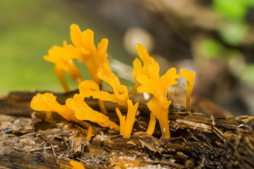 Close up group of Yellow Mushroom