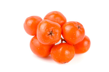 Orange rowan isolated on white background macro