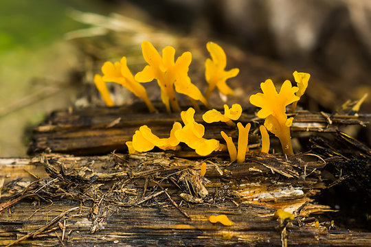 Close up group of Yellow Mushroom