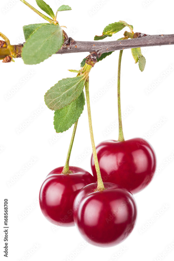 Sticker Cherry branch with leaves