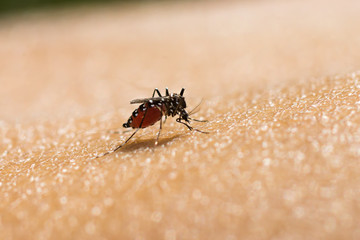 Close-up of a mosquito sucking blood.